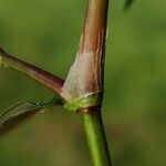 Persicaria mitis പുറംതൊലി