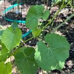 Vitis rupestris Leaf