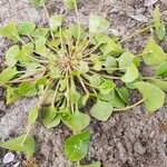 Claytonia rubra Blatt