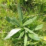 Cirsium dissectum Foglia