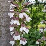 Acanthus spinosusЦветок