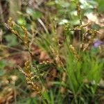 Carex digitata Квітка