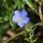 Linum pratense Кветка