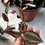 Tradescantia zebrina Lehti