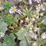 Draba verna Fiore