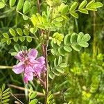 Indigofera heterantha Leaf