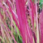 Imperata cylindrica Leaf