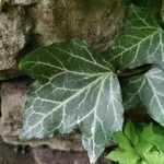 Hedera hibernica पत्ता