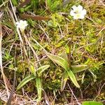 Pinguicula alpina Hábitos