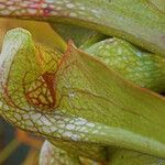 Sarracenia psittacina Yaprak