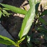 Ruellia simplex Feuille