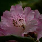 Rhododendron vernicosum Fiore