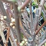 Prunus tomentosa Ŝelo