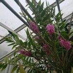 Dendrobium erosum आदत