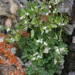 Draba dubia Hábito