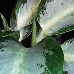 Aglaonema commutatum Foglia