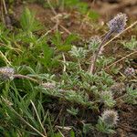Lupinus sellulus Habit