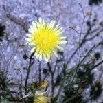 Malacothrix glabrata Flower