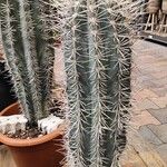 Pachycereus pringlei Yeri