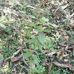 Hyptis brevipes Hoja