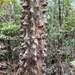 Zanthoxylum caribaeum Bark