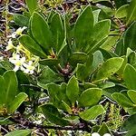 Baloghia buchholzii Flor