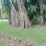 Pandanus tectorius Bark