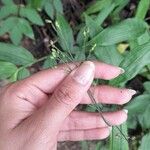 Lasiacis ruscifolia