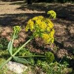 Ferula glauca Kvet