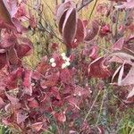 Cornus racemosa Frucht