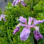 Iris milesii Flower