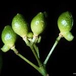 Zanthoxylum pancheri Frukto