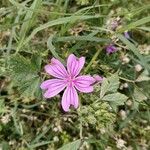 Malva setigeraFlower