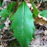 Hieracium sabaudum Blad