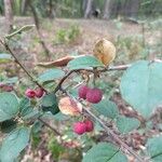 Cotoneaster zabelii Frukt