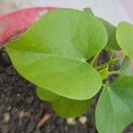 Tinospora cordifolia 葉