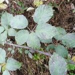 Rubus bracteatus 葉