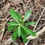 Chimaphila umbellata Lehti