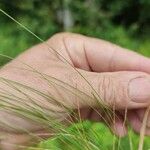 Festuca heterophylla برگ