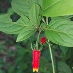 Manettia luteorubra Flor