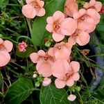 Diascia rigescens Květ