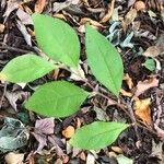 Stewartia monadelpha पत्ता