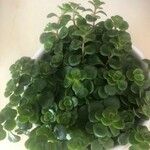 Sedum makinoiLeaf