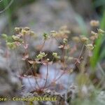 Radiola linoides Alia