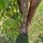 Bischofia javanica 树皮