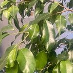 Ficus benjamina Blad