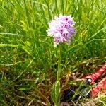 Neotinea tridentata Flower