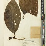 Alibertia sorbilis List
