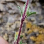 Thymus embergeri Folla