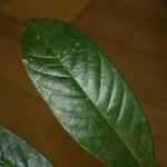 Guatteria punctata 葉